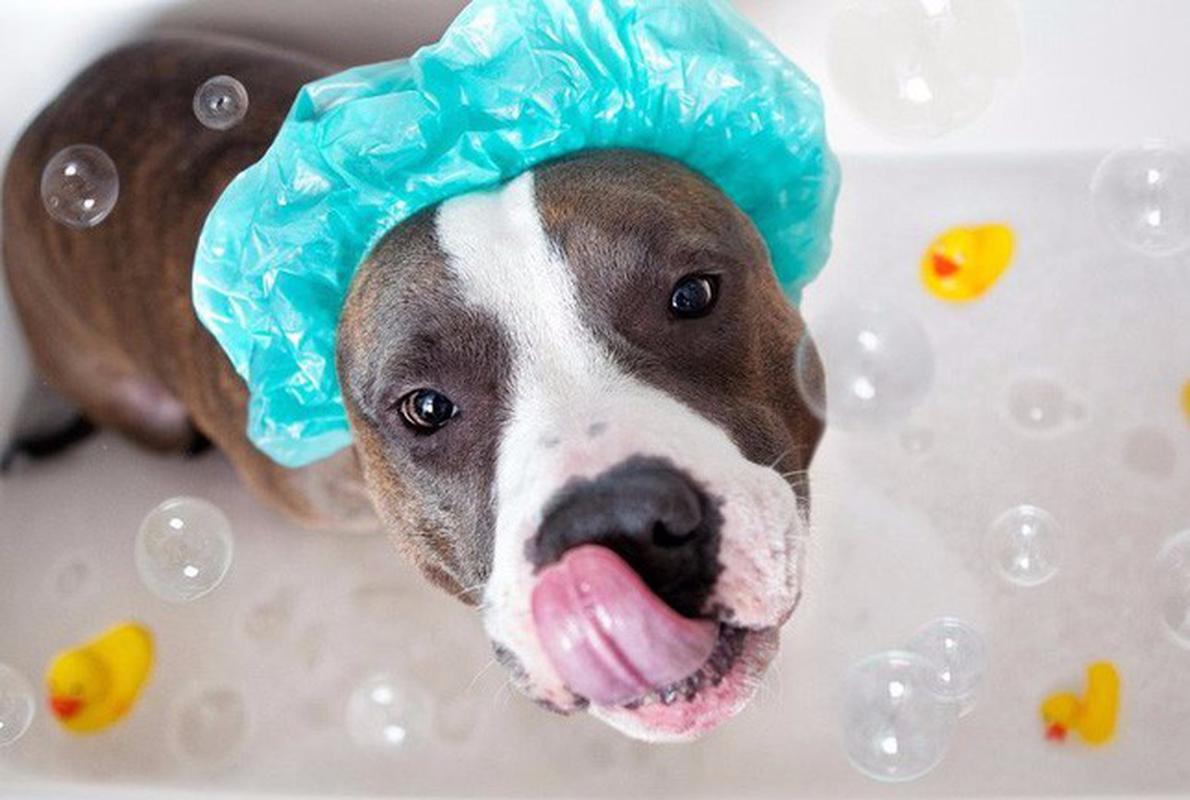 Cách tắm cho chó luôn sạch sẽ thơm lâu như đi spa mà bạn nên biết?