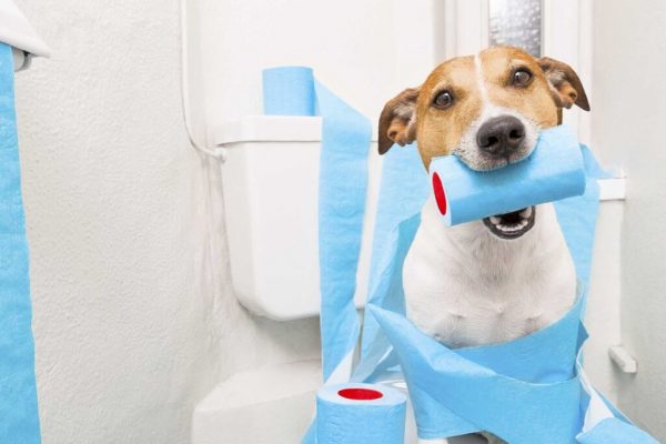 Thuốc xịt cho chó đi vệ sinh đúng chỗ là gì?