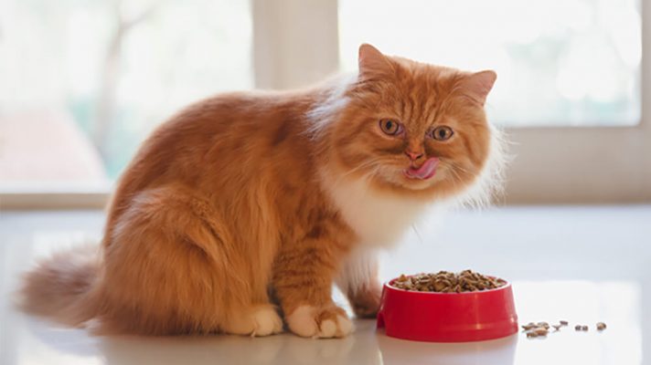 Thức ăn khô cho mèo loại nào tốt