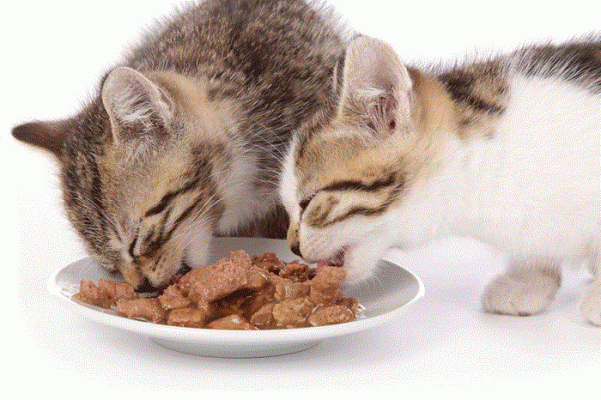 Cho mèo ăn nhiều pate có tốt không?
