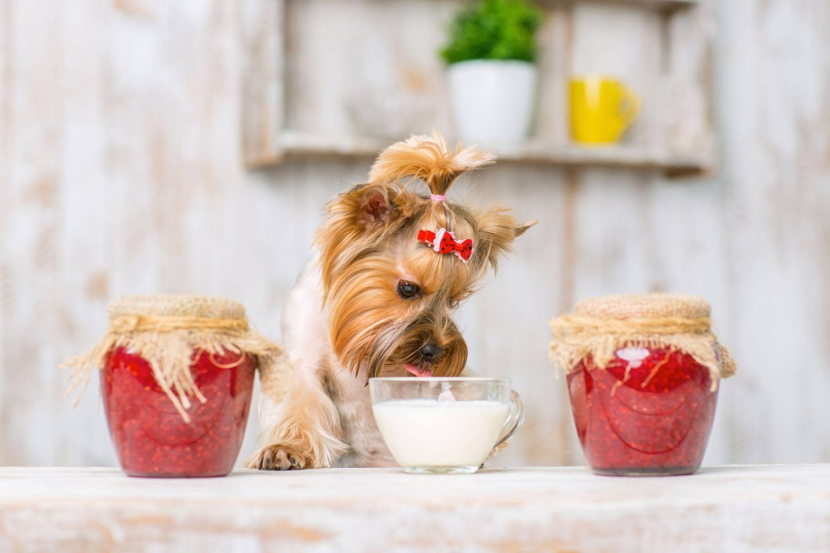 Có nên cho chó ăn sữa chua?