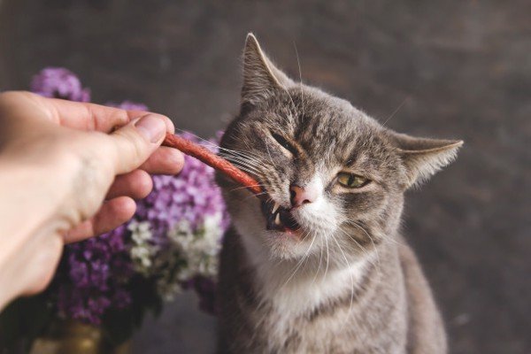 Mèo kêu nhiều - nguyên nhân và những cách hiểu tâm lý mèo - Happy Paws