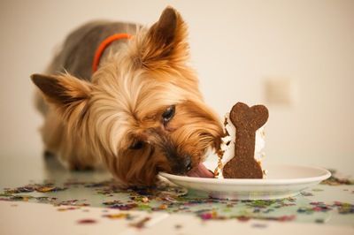 Có nên cho chó ăn thức ăn khô? Những loại thức ăn khô nào tốt ?