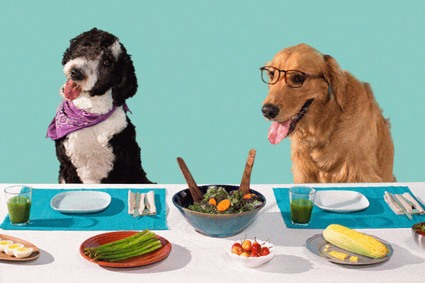 Thức ăn khô cho chó? Khẩu phần ăn dinh dưỡng giúp chó phát triển tốt nhất?