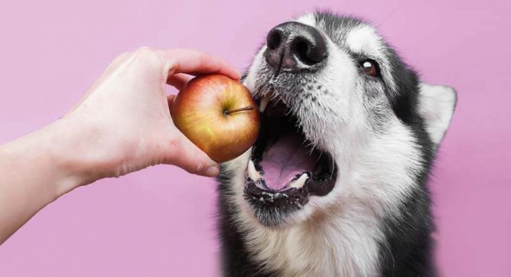Dinh dưỡng cần thiết cho chó mà bạn cần nắm rõ?