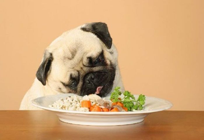 Chó Pug ăn gì và không nên ăn gì
