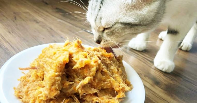 Cho mèo ăn nhiều pate có tốt không?