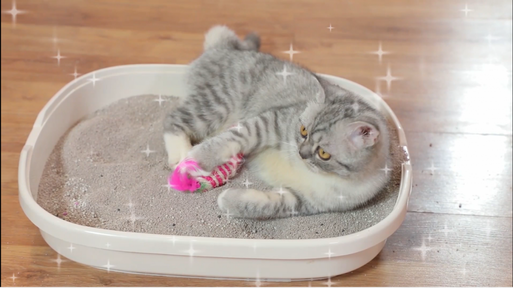 Hướng dẫn chi tiết cách sử dụng cát vệ sinh cho mèo - Happy Paws
