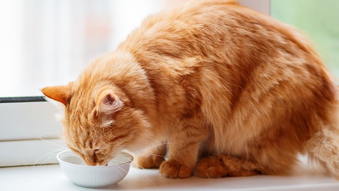 Những mẹo giúp chó mèo uống thật nhiều nước
