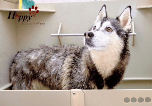 Nguồn gốc và lịch sử của giống Chó Husky