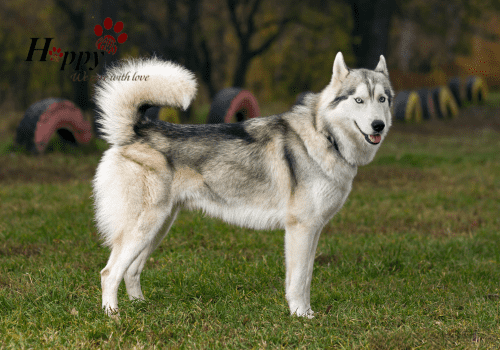 Chó Husky Siberia