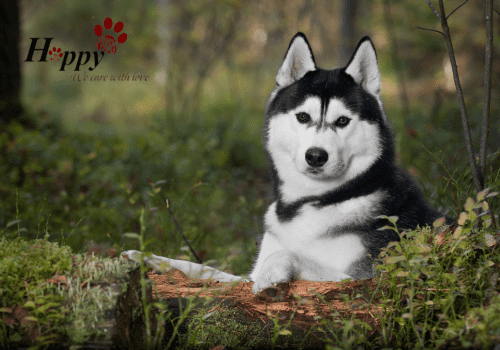 Lịch sử giá Sticker transfer hình dán trang trí Xe hơi Ô tô - Hai con chó  Husky và Pug cập nhật 3/2024 - Mua Thông Minh