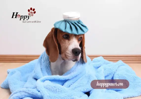 Chó sốt bao nhiêu độ là nguy hiểm?