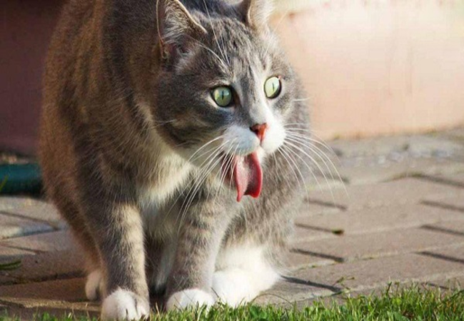 Dấu hiệu nhận biết mèo thở khò khè