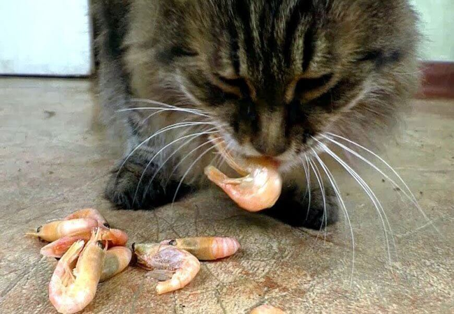 Khẩu phần tôm ăn cho mèo