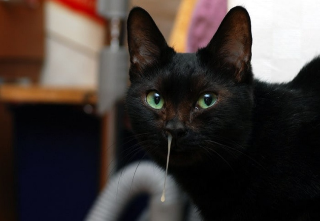 Mèo bị sổ mũi: Nguyên nhân và cách chữa trị - Happy Paws