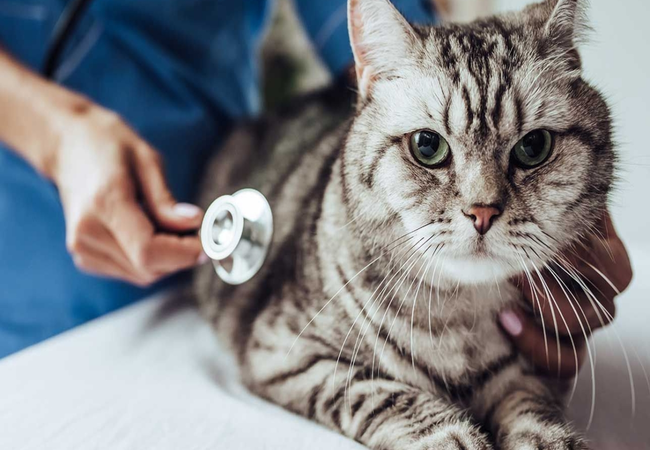 Những bệnh lý mà mèo gặp phải khi chúng đi ngoài ra máu