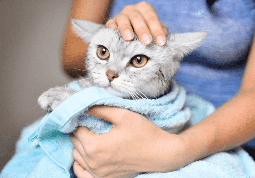 Những lưu ý khi dùng sản phẩm tắm khô cho mèo