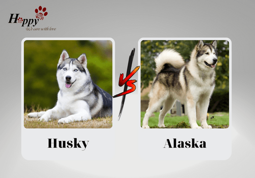 Cách phân biệt chó Husky và Alaska