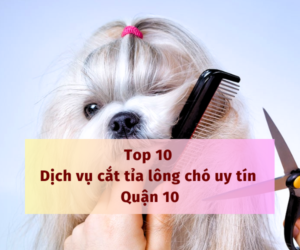 Top 10 dịch vụ cắt tỉa lông chó uy tín Quận 10