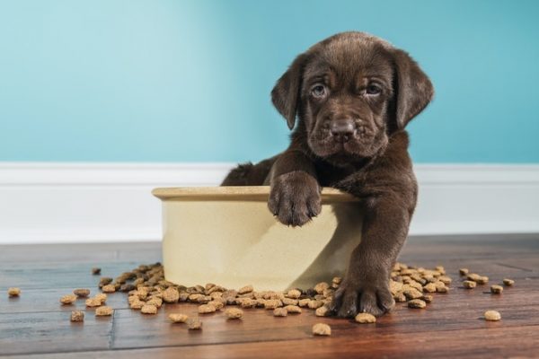 Thức ăn cho chó con một tháng tuổi 