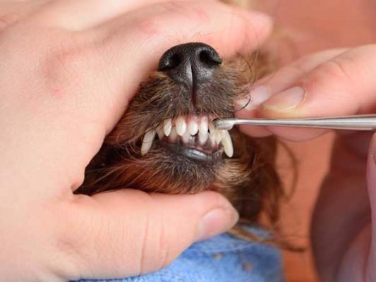 Thức ăn có gây ảnh hưởng đến răng miệng của thú cưng hay không?