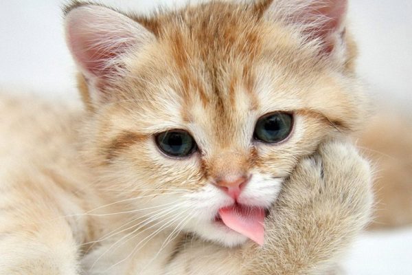 Royal Canin sữa – Sữa bột công thức dành cho mèo con dưới 2 tháng