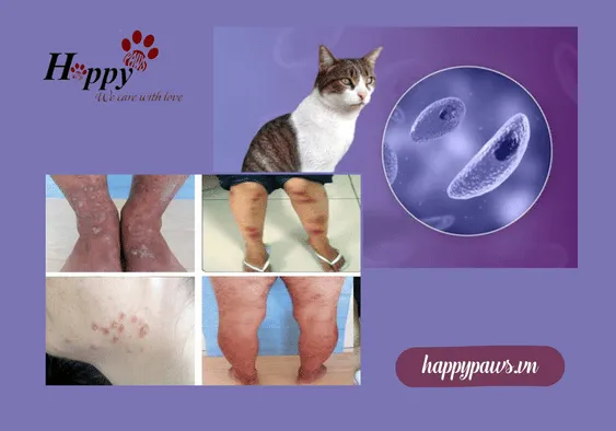 Bệnh lây từ thú cưng sang người  - Bệnh Toxoplasmosis