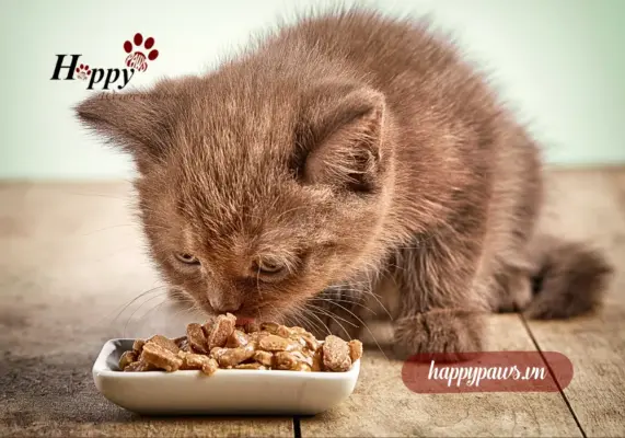 Bí quyết giúp mèo ăn ngon hơn