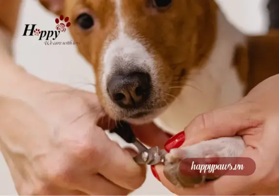 Chuẩn bị trước khi cắt móng cho chó tại nhà