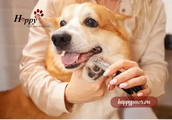 Cách cắt móng cho chó tại nhà