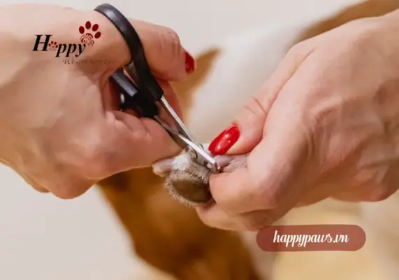 Cắt móng cho chó tại nhà không chảy máu, không đau