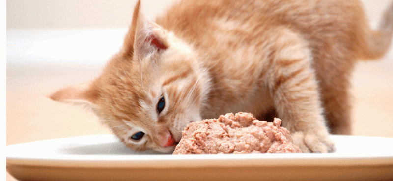 Mèo ăn bao nhiêu thức ăn ướt là đủ?