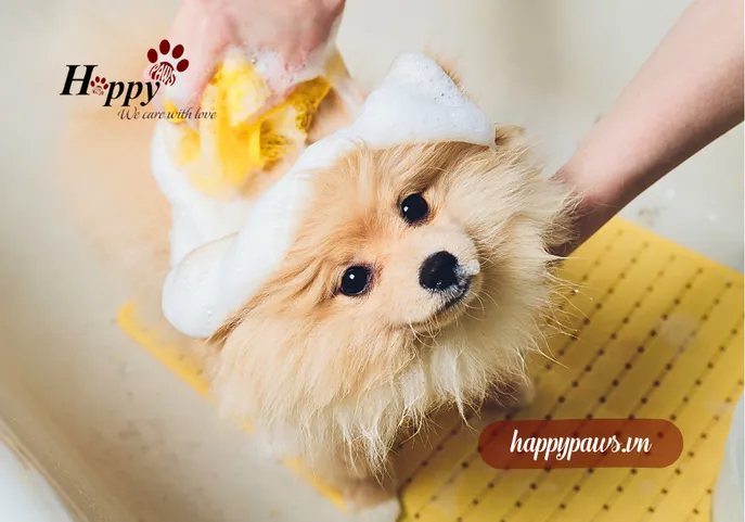 Cách tắm cho chó đúng cách tại nhà không bị hôi, không bị bệnh