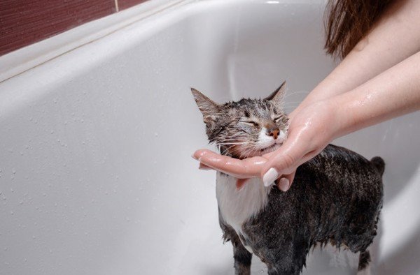 Tắm cho mèo như thế nào mới đúng?