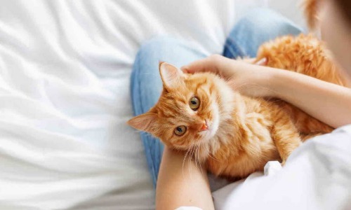 Tẩy giun cho mèo bằng cách nào? Cách tẩy giun tại nhà cho mèo?
