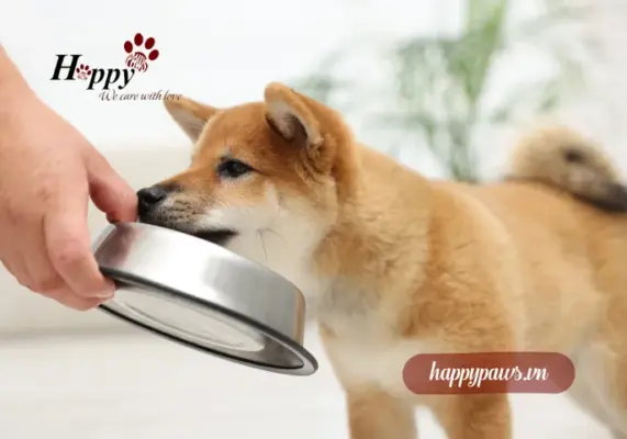 Cắt móng cho chó bao lâu 1 lần?