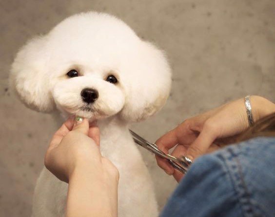 Chia sẻ 5 bước cắt tỉa lông chó Poodle tại nhà ai cũng làm được