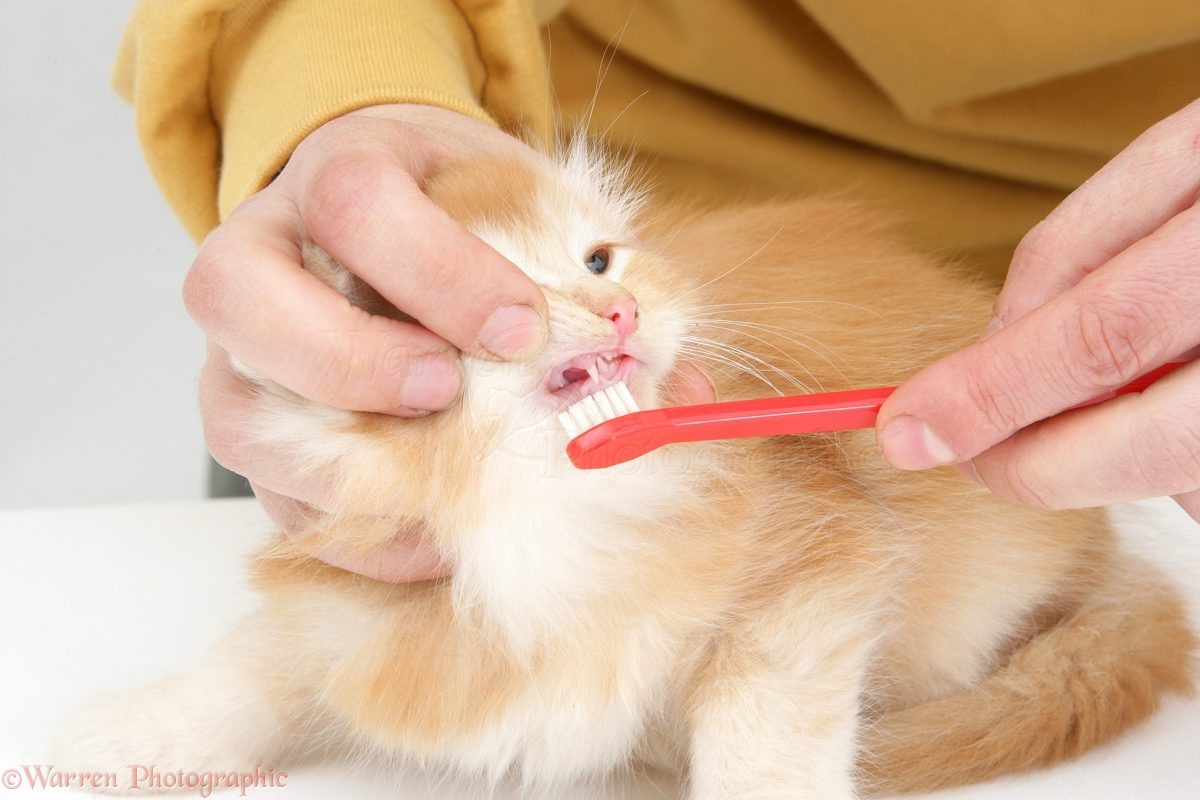 Vệ Sinh Răng Miệng Cho Chó Mèo
