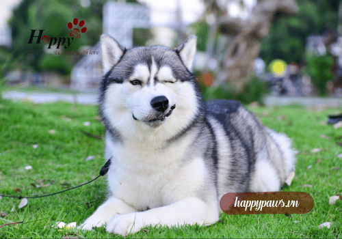 Hiểu đặc điểm của chó Husky