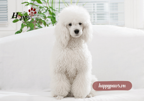 Tầm quan trọng của việc chăm sóc lông chó Poodle lông trắng