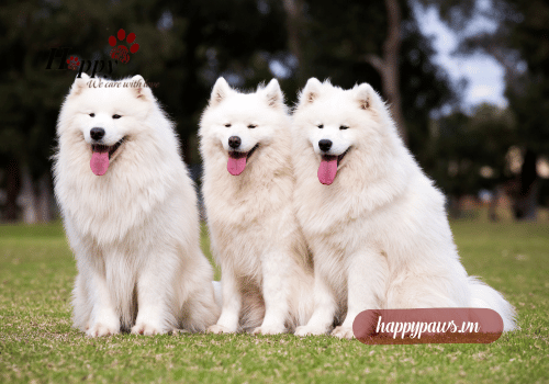 Chăm sóc dinh dưỡng cho chó Samoyed