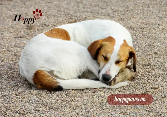 Chó bị nôn có nguy hiểm không?