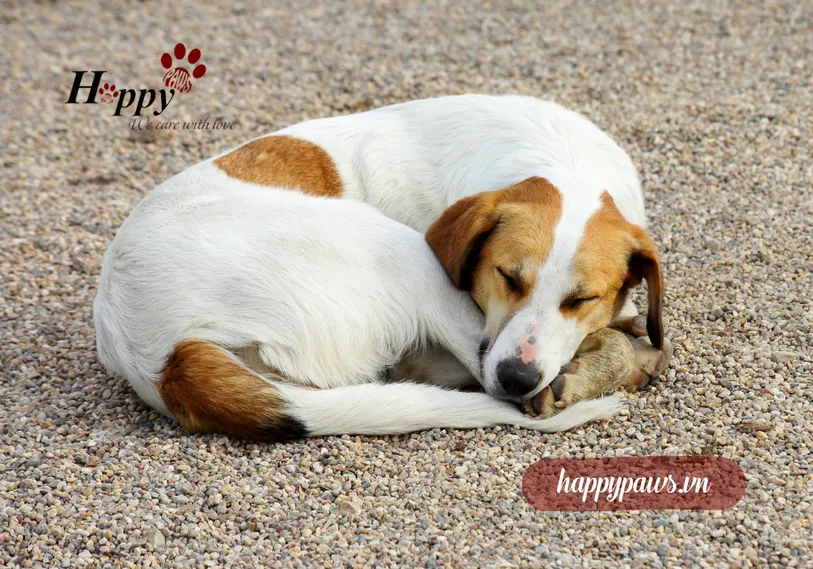 Chó bị nôn có nguy hiểm không?