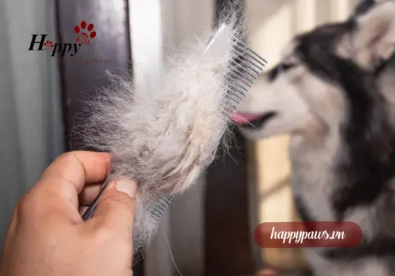 Chó bị rụng lông nhiều có bình thường không?