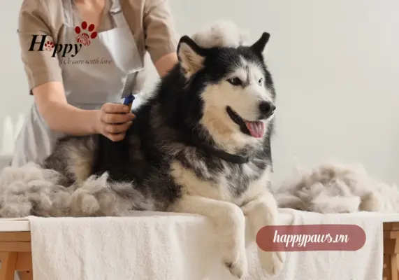 chó bị rụng lông nhiều