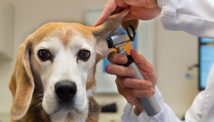 Nguyên nhân và cách điều trị chó bị viêm tai