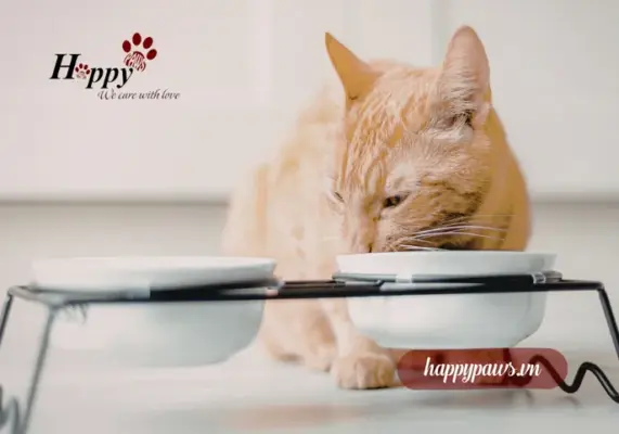 Cho mèo ăn bao nhiêu lần là đúng?