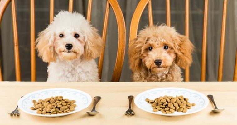 Thức ăn hạt khô cho chó được yêu thích nhất hiện nay?