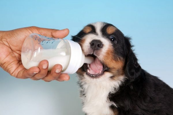 Khi nào thì nên cho chó uống sữa ngoài?